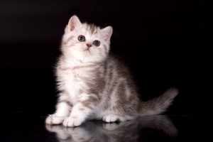 Zusätzliche Fotos: Britische Kätzchen aus Plüsch