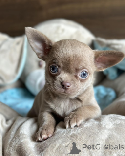 Foto №3. Die niedlichen Chihuahua-Hühner sind für alle Altersgruppen geeignet. Dänemark