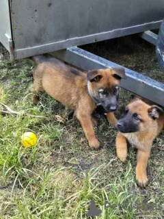 Foto №1. belgischer schäferhund - zum Verkauf in der Stadt Fredrikstad | verhandelt | Ankündigung № 124704