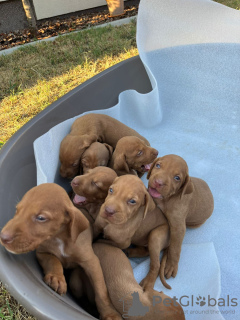 Foto №3. Hungarian vizle puppies. Serbien