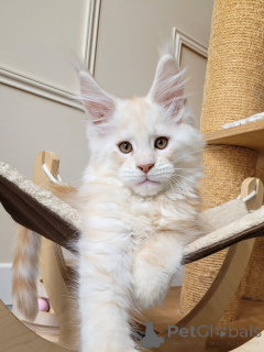 Foto №2 zu Ankündigung № 155921 zu verkaufen maine-coon-katze - einkaufen Deutschland züchter