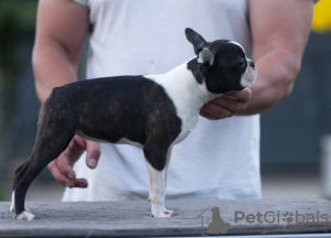 Zusätzliche Fotos: Boston Terrier Wunderschöne Welpen zu verkaufen