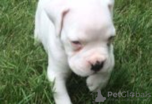 Foto №2 zu Ankündigung № 129103 zu verkaufen deutscher boxer - einkaufen Finnland züchter