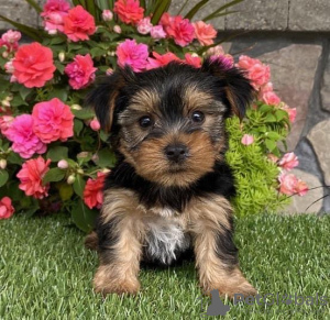 Foto №4. Ich werde verkaufen yorkshire terrier in der Stadt Вашингтон. züchter - preis - 379€