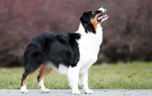 Foto №2 zu Ankündigung № 2266 zu verkaufen australian shepherd - einkaufen Russische Föderation vom kindergarten