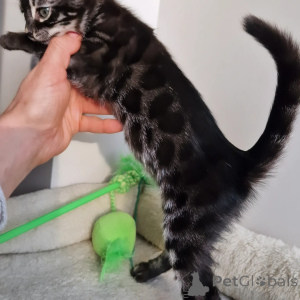 Foto №2 zu Ankündigung № 160242 zu verkaufen bengal katzenrasse - einkaufen Deutschland quotient 	ankündigung