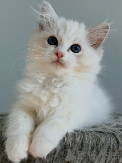 Foto №3. Außergewöhnliche Ragdoll-Kätzchen, weichhaarige, menschenorientierte Begleiter. Niederlande