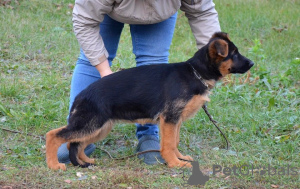 Foto №2 zu Ankündigung № 79839 zu verkaufen deutscher schäferhund - einkaufen USA quotient 	ankündigung, vom kindergarten, züchter