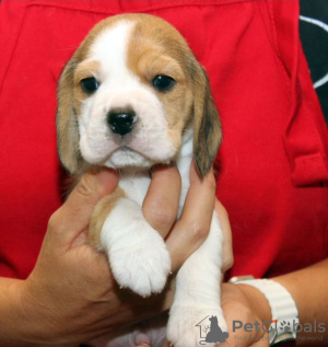 Foto №4. Ich werde verkaufen beagle in der Stadt Дрезден. quotient 	ankündigung - preis - 426€