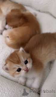 Foto №4. Ich werde verkaufen britisch kurzhaar in der Stadt Prag. vom kindergarten, züchter - preis - 850€