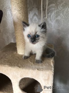 Foto №1. ragdoll-katze - zum Verkauf in der Stadt Бернау | 350€ | Ankündigung № 114602