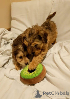 Foto №1. english cocker spaniel - zum Verkauf in der Stadt Bleialf | 380€ | Ankündigung № 166925