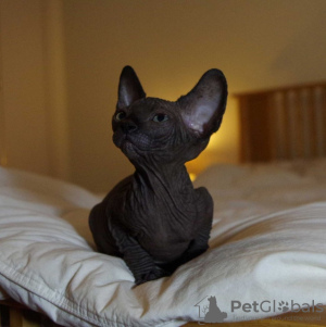 Foto №1. sphynx-katze - zum Verkauf in der Stadt Москва | 757€ | Ankündigung № 109503