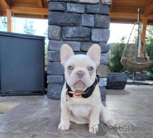 Foto №3. Französische Bulldogge. Deutschland