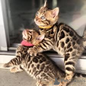 Foto №2 zu Ankündigung № 168364 zu verkaufen bengal katzenrasse - einkaufen Polen quotient 	ankündigung, züchter