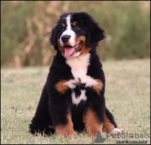 Foto №3. Berner Sennenhund-Welpen. Serbien