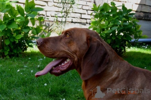 Foto №3. Ungarische kurze ungarische Welpen. Serbien