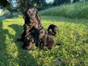 Foto №3. Von Black Drakeshead Lineage KC registrierte Labrador-Welpen. USA