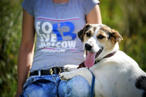 Foto №2 zu Ankündigung № 1201 zu verkaufen mischlingshund - einkaufen Russische Föderation aus dem tierheim