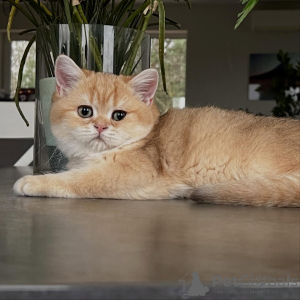 Foto №3. Von schimmerndem Fell bis hin zu sanfter Natur haben Chinchilla-Kätzchen alles. Deutschland