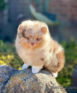 Foto №3. Toilette ausgebildeter Pommerianer. Estland