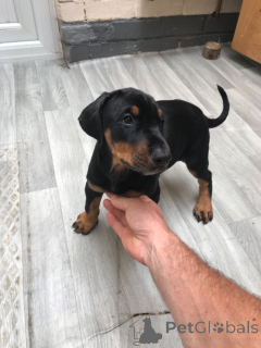 Foto №2 zu Ankündigung № 139212 zu verkaufen deerhound - einkaufen USA züchter