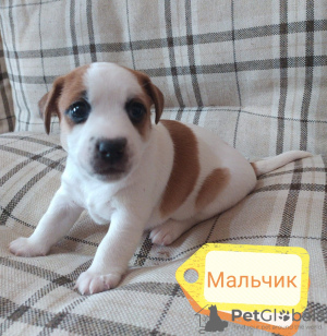 Foto №2 zu Ankündigung № 19354 zu verkaufen jack russell terrier - einkaufen Russische Föderation quotient 	ankündigung