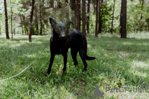 Foto №2 zu Ankündigung № 150633 zu verkaufen mischlingshund - einkaufen Weißrussland quotient 	ankündigung