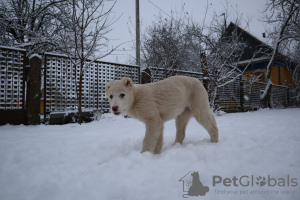 Foto №4. Ich werde verkaufen kaukasischer owtscharka in der Stadt Minsk. züchter - preis - verhandelt