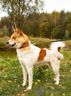 Foto №3. Ein großer, aufgeweckter, hübscher Junge aus Denver sucht ein Zuhause.. Russische Föderation