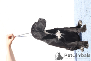 Foto №1. cane corso italiano - zum Verkauf in der Stadt Buzău | 1700€ | Ankündigung № 140500
