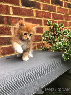 Foto №2 zu Ankündigung № 123184 zu verkaufen maine-coon-katze - einkaufen Deutschland quotient 	ankündigung, züchter