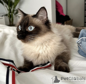 Foto №3. Ragdoll. Deutschland