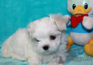 Foto №1. malteser - zum Verkauf in der Stadt Phönix | verhandelt | Ankündigung № 163018