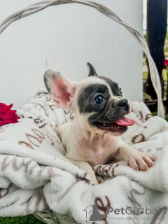 Foto №4. Ich werde verkaufen französische bulldogge in der Stadt Sremska Mitrovica. züchter - preis - verhandelt