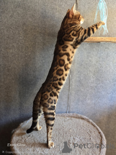 Foto №1. Paarung Service - züchten: bengal katzenrasse. Preis - verhandelt
