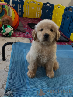 Foto №1. golden retriever - zum Verkauf in der Stadt Szczecin | verhandelt | Ankündigung № 163719