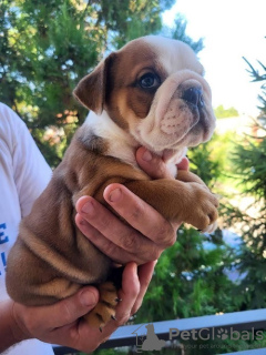 Zusätzliche Fotos: Englische Bulldogge