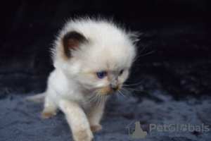 Foto №2 zu Ankündigung № 121900 zu verkaufen ragdoll-katze - einkaufen Spanien quotient 	ankündigung, züchter