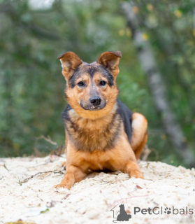 Foto №2 zu Ankündigung № 156551 zu verkaufen mischlingshund - einkaufen Russische Föderation quotient 	ankündigung