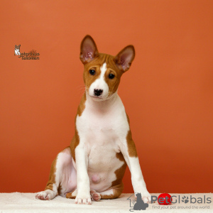 Foto №3. Afrikanische Barkless Hundewelpen Basenji. Weißrussland