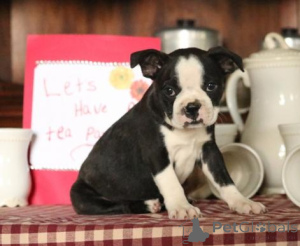 Foto №2 zu Ankündigung № 136955 zu verkaufen boston terrier - einkaufen Schweiz züchter