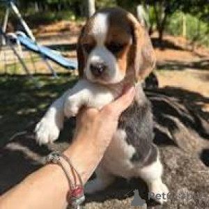 Foto №2 zu Ankündigung № 166587 zu verkaufen beagle - einkaufen Belgien quotient 	ankündigung, züchter
