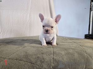 Foto №1. französische bulldogge - zum Verkauf in der Stadt Alberville | Frei | Ankündigung № 172354