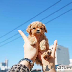 Foto №2 zu Ankündigung № 138635 zu verkaufen pudel (toy) - einkaufen USA züchter