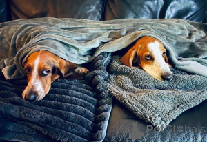 Foto №2 zu Ankündigung № 62812 zu verkaufen basset hound - einkaufen Ukraine 