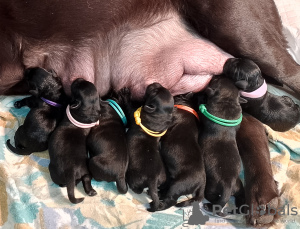 Foto №2 zu Ankündigung № 123505 zu verkaufen labrador retriever - einkaufen Russische Föderation züchter