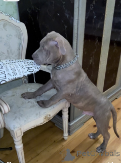 Foto №3. Pitbull-Welpe. Aserbaidschan