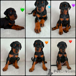 Foto №1. dobermann - zum Verkauf in der Stadt Lopare | verhandelt | Ankündigung № 173490
