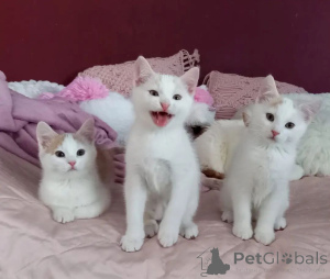 Foto №1. europäisch kurzhaar - zum Verkauf in der Stadt Zert | 350€ | Ankündigung № 150498